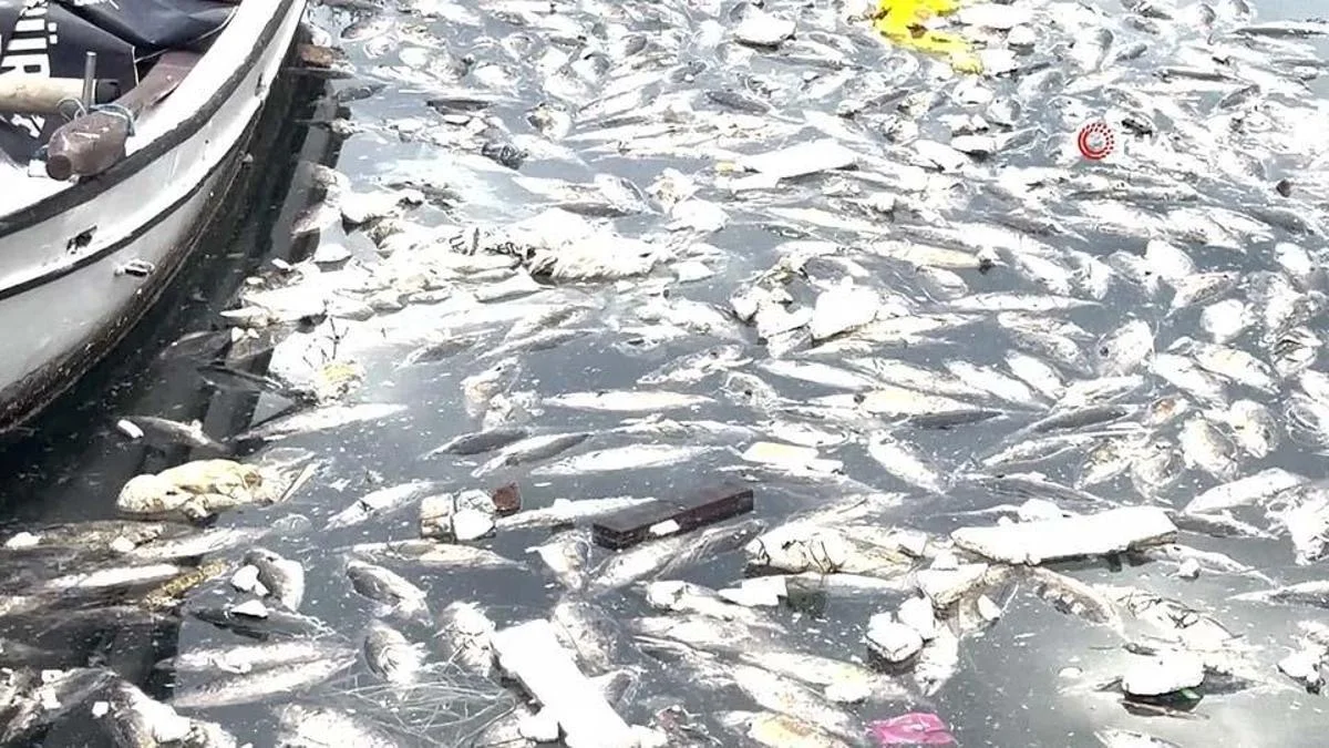 Pazar Limanı'nda palamut kirliliğine tepki