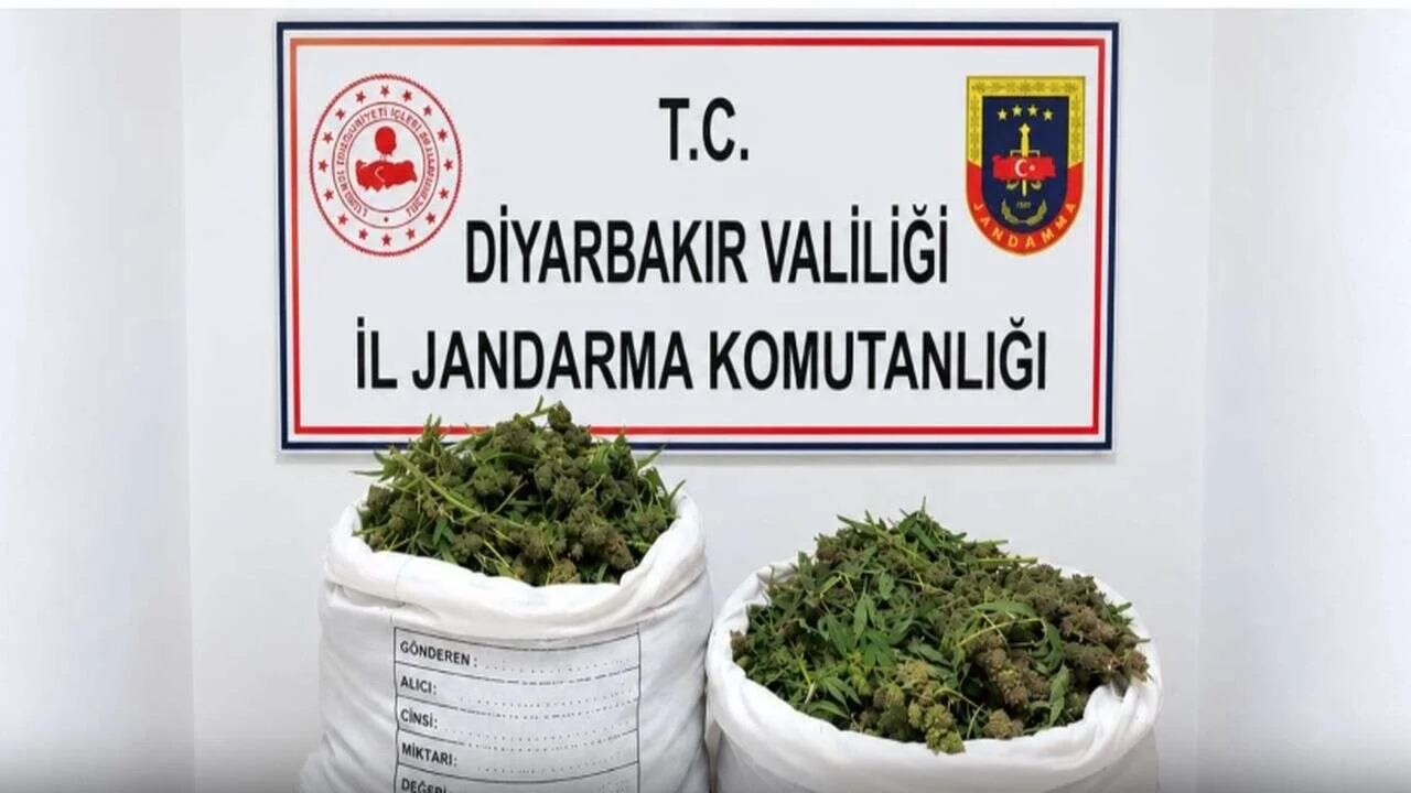 Diyarbakır’da 48 bin 579 kök kenevir imha edildi