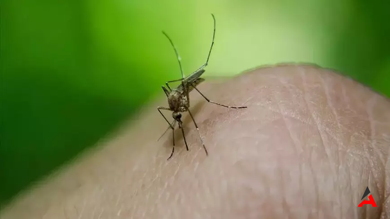 Sağlık Bakanlığı'ndan Uyarı: Türkiye'de Batı Nil Virüsü Vakaları Artıyor!
