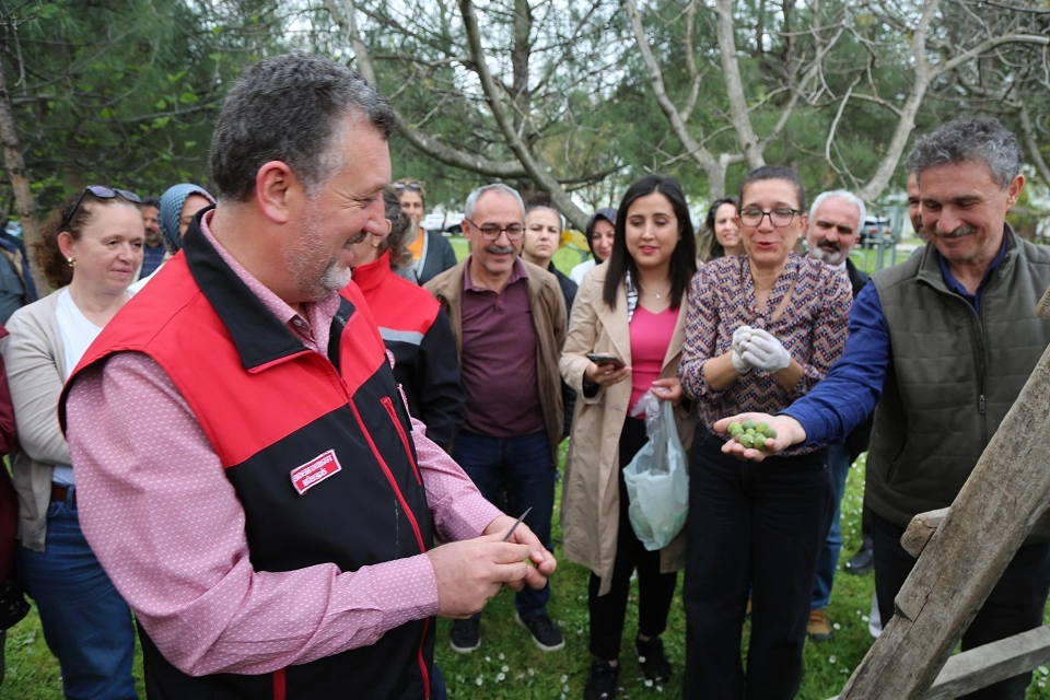 Bursa Siyahı İncirde Sıkı Denetim Dönemi