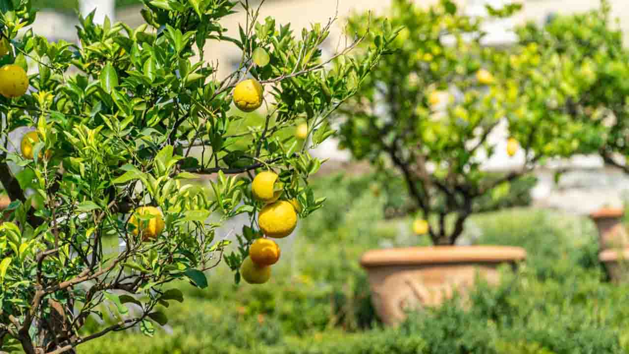 Bahçenizde Sağlıklı Limon Ağacı Yetiştirmenin İpuçları