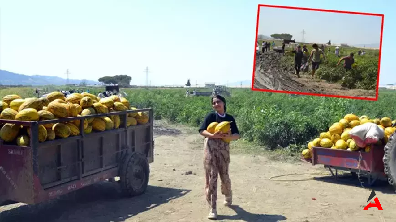 Manisa Salihli'de 600 Ton Kavun ve Karpuz Ücretsiz Dağıtıldı: Vatandaşlar Tarlaya Akın Etti