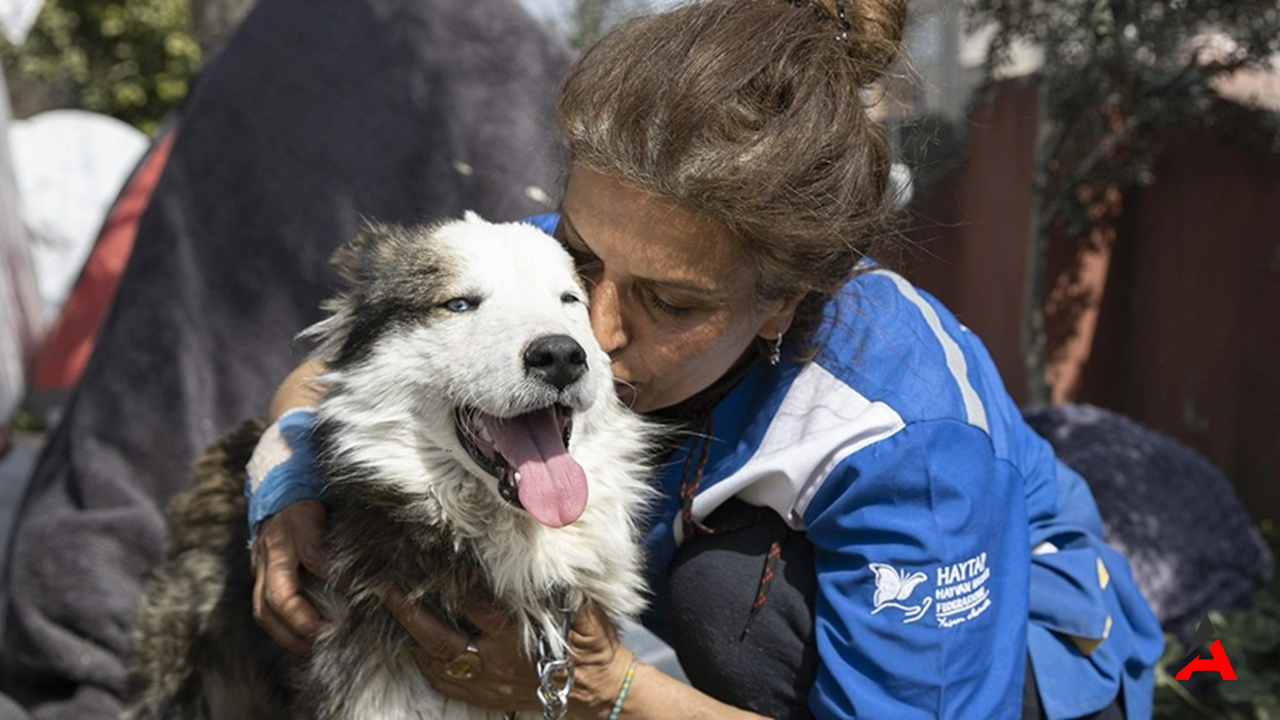 Kahramanmaraş’ın Kahraman Köpeği Alex Zehirlenerek Öldürüldü